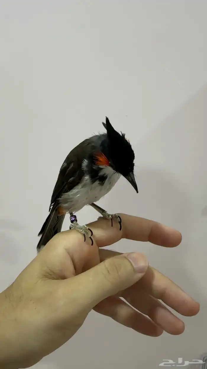 بلبل ماليزي لاوس اليف 1