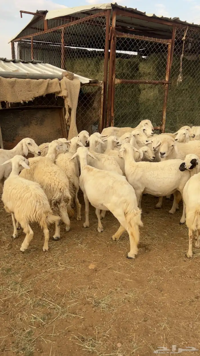 غنم دفيع وأغلبها قرايب 1