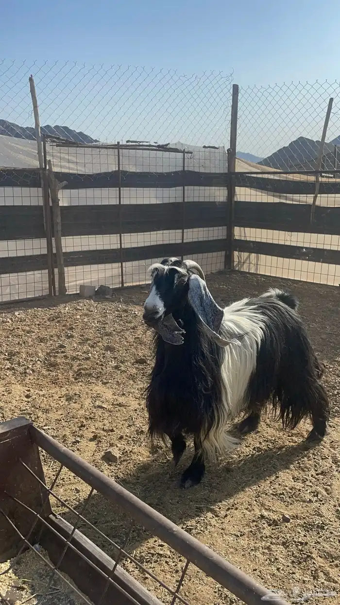 عنز عارضيه حايل فل شحم(تم البيع ) 2