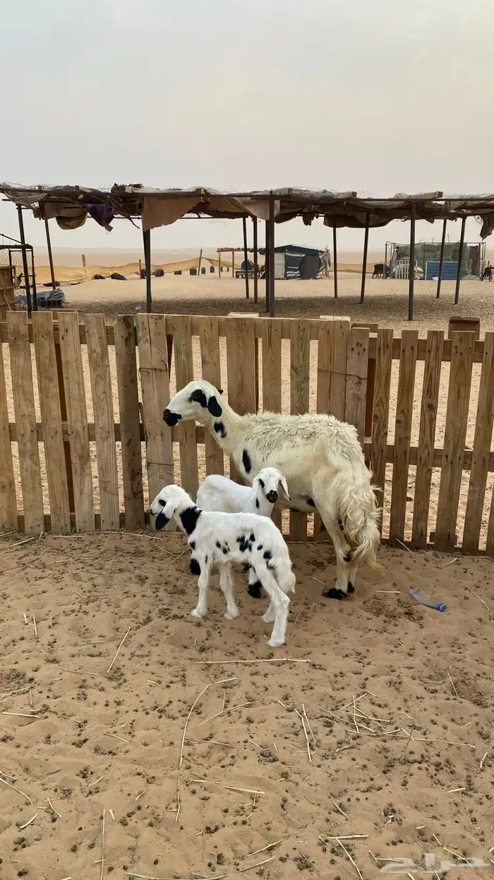 نعجه صفراء 0