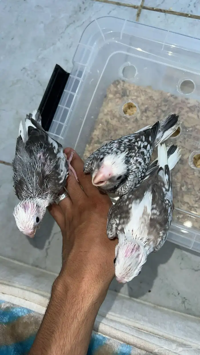 ثلاث فروخ كراون هولندي بايدات 4