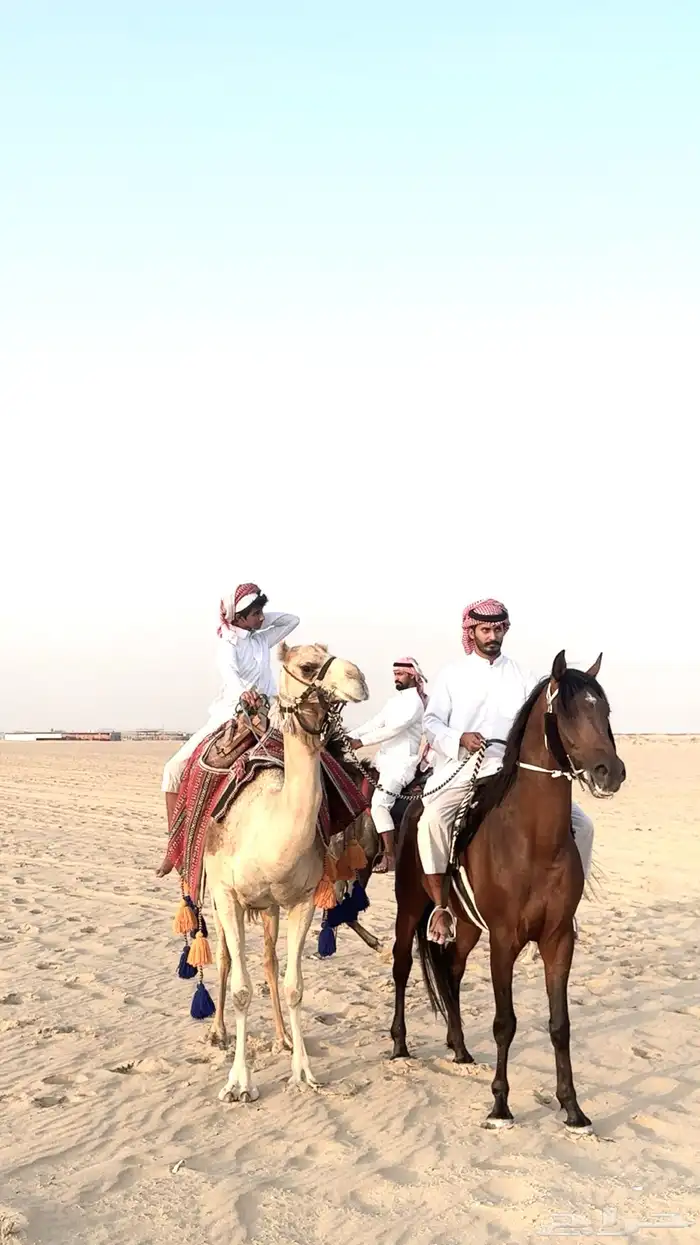 استعراض خيل وهجن لليوم الوطني والتاسيس التراث 0