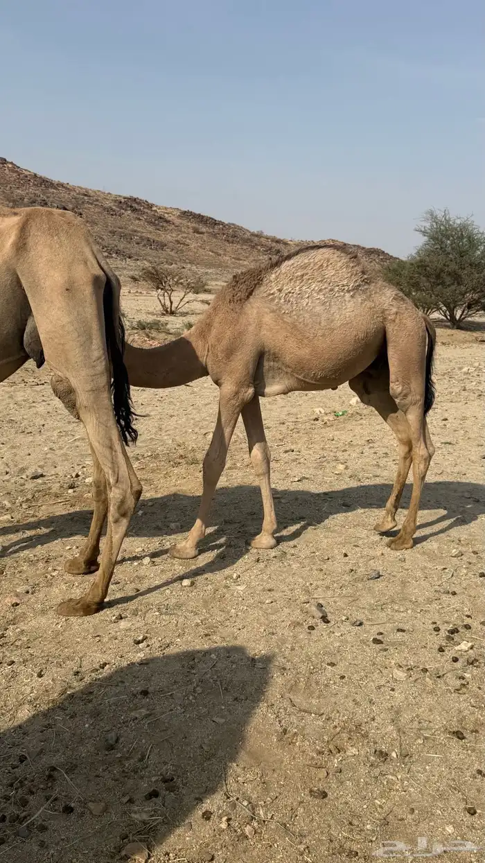 قعود وبكرة للبيع 1