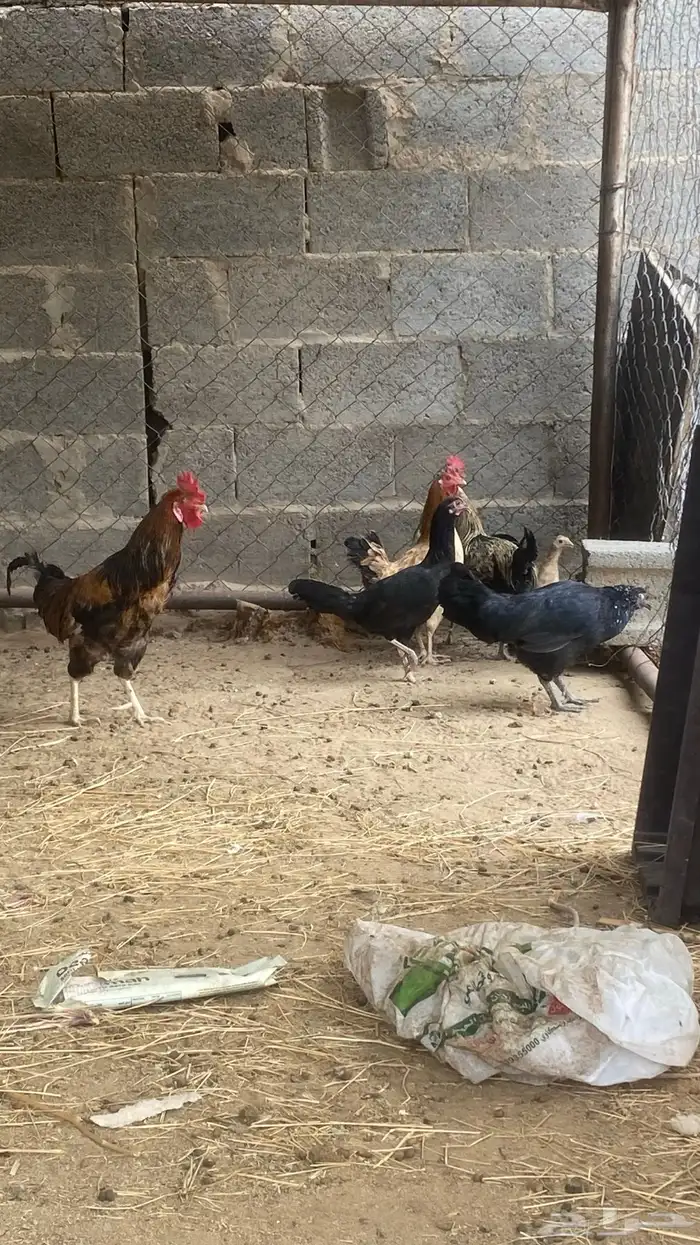 3 دجاج و 3 ديكة و فرخ للبيع تبيض و تحضن 6