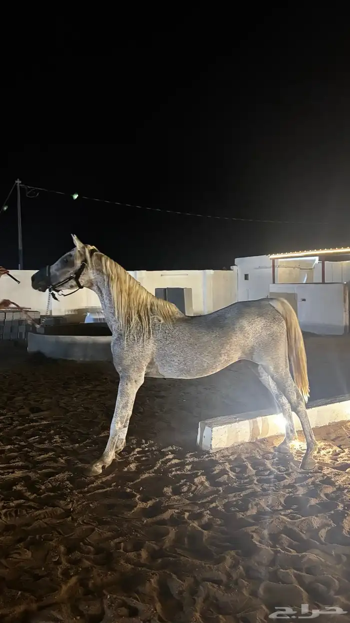 حصان شعبي شيخ 1