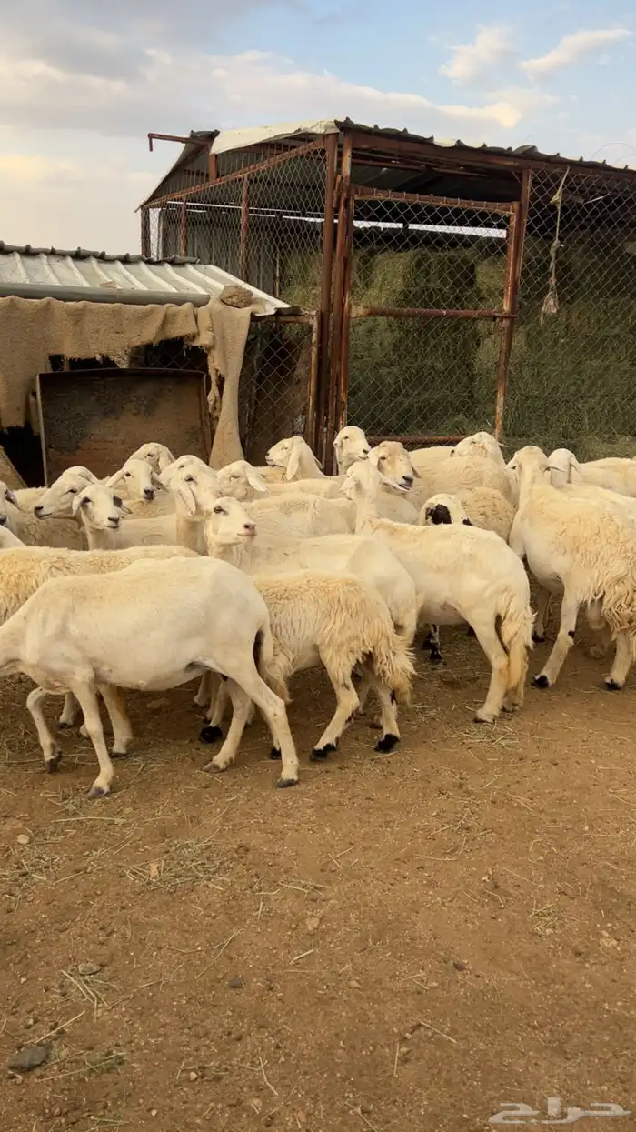 غنم دفيع وأغلبها قرايب 0