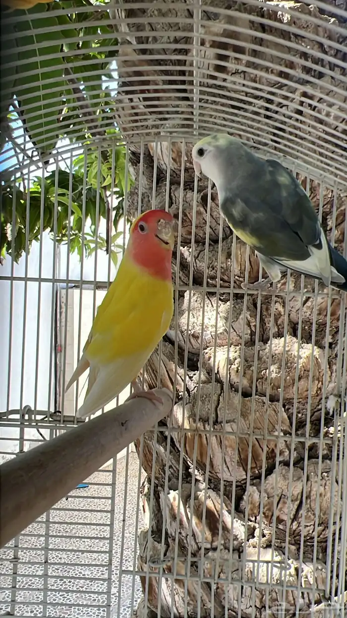 روز طيور زينة 2