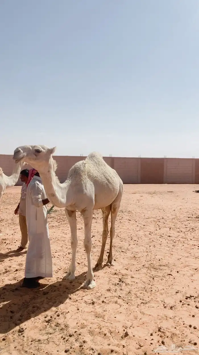 بكره كفو 1