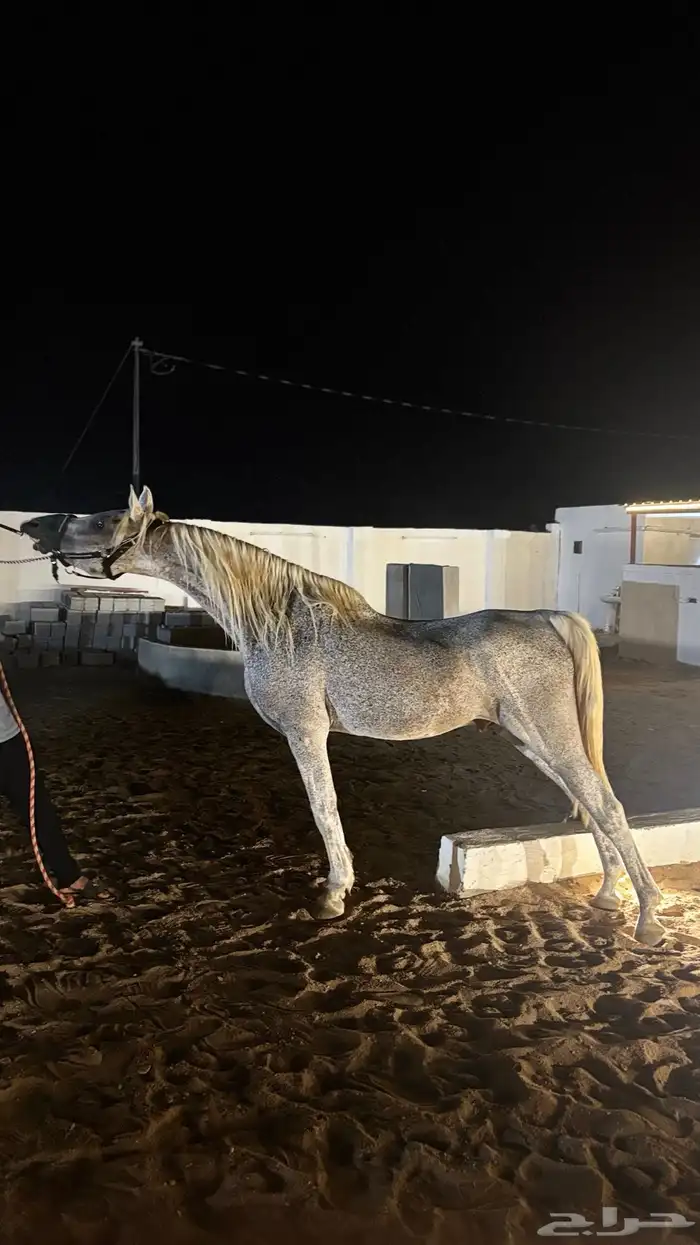 حصان شعبي شيخ 4