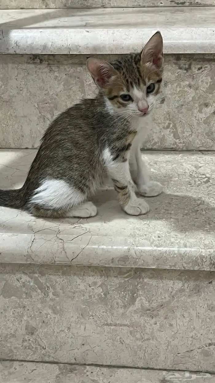 قطط للتبني 0