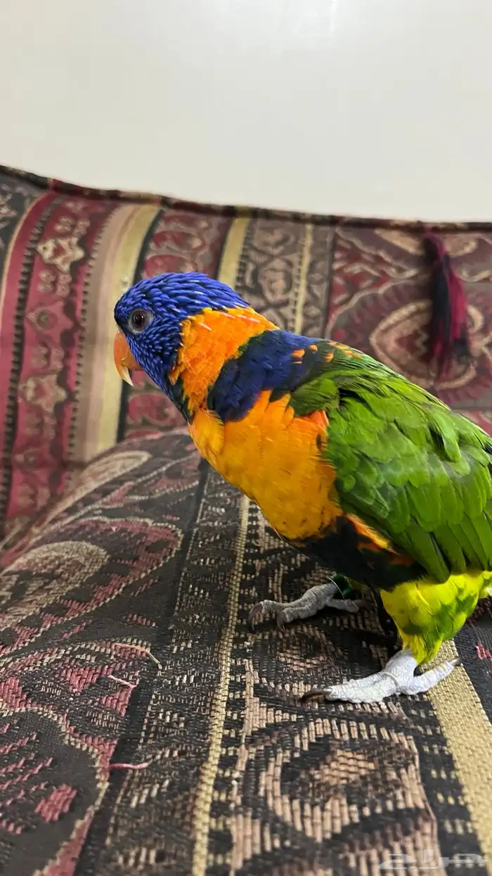 ببغاء لوري للبيع 0