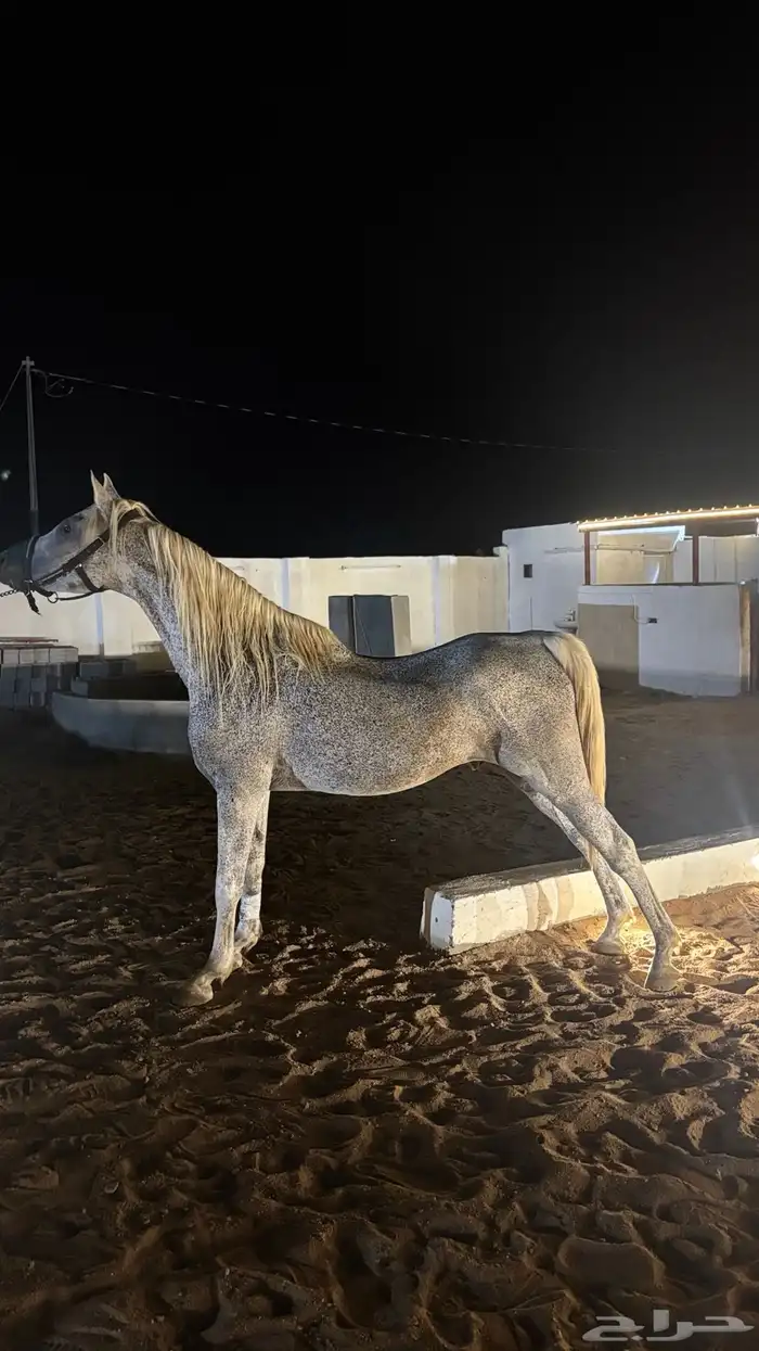 حصان شعبي شيخ 2