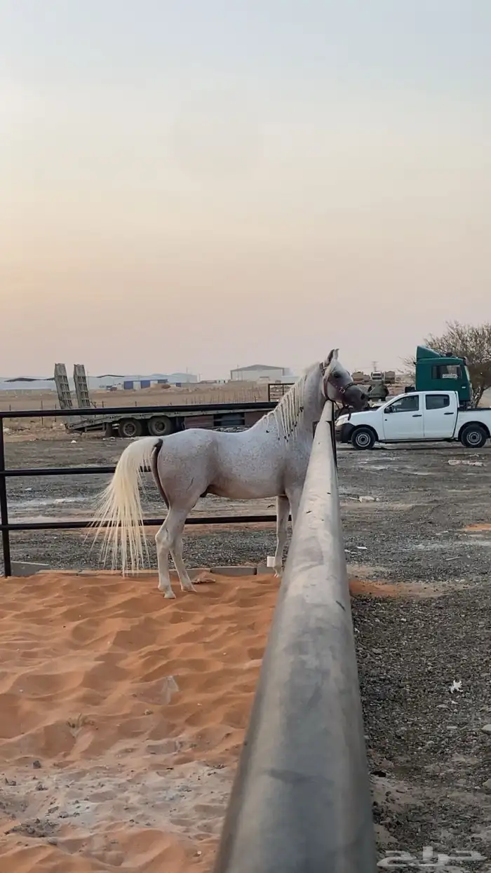 حصان شعبي فاخر 4