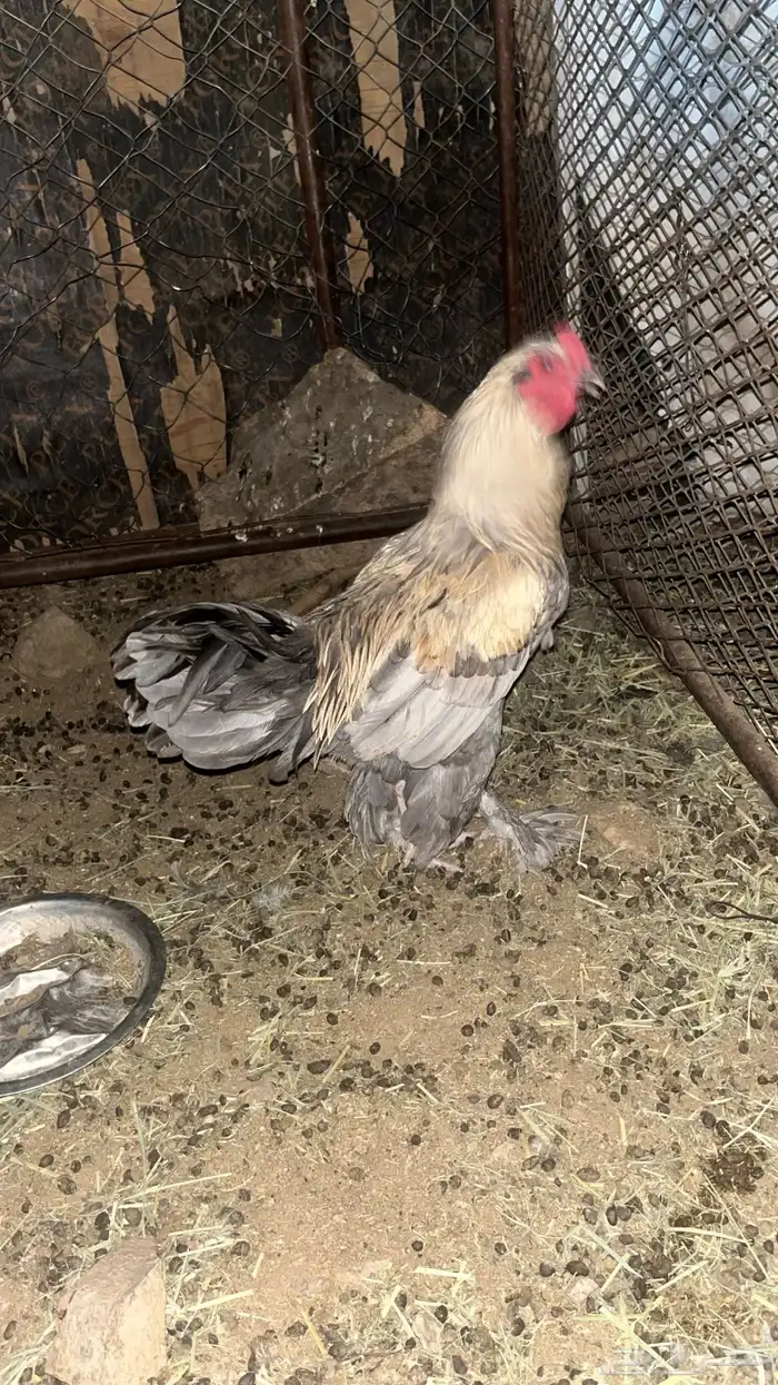 ديك ودجاجه براهما 3