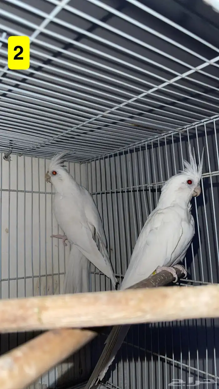 أجواز كروان منتجه 3