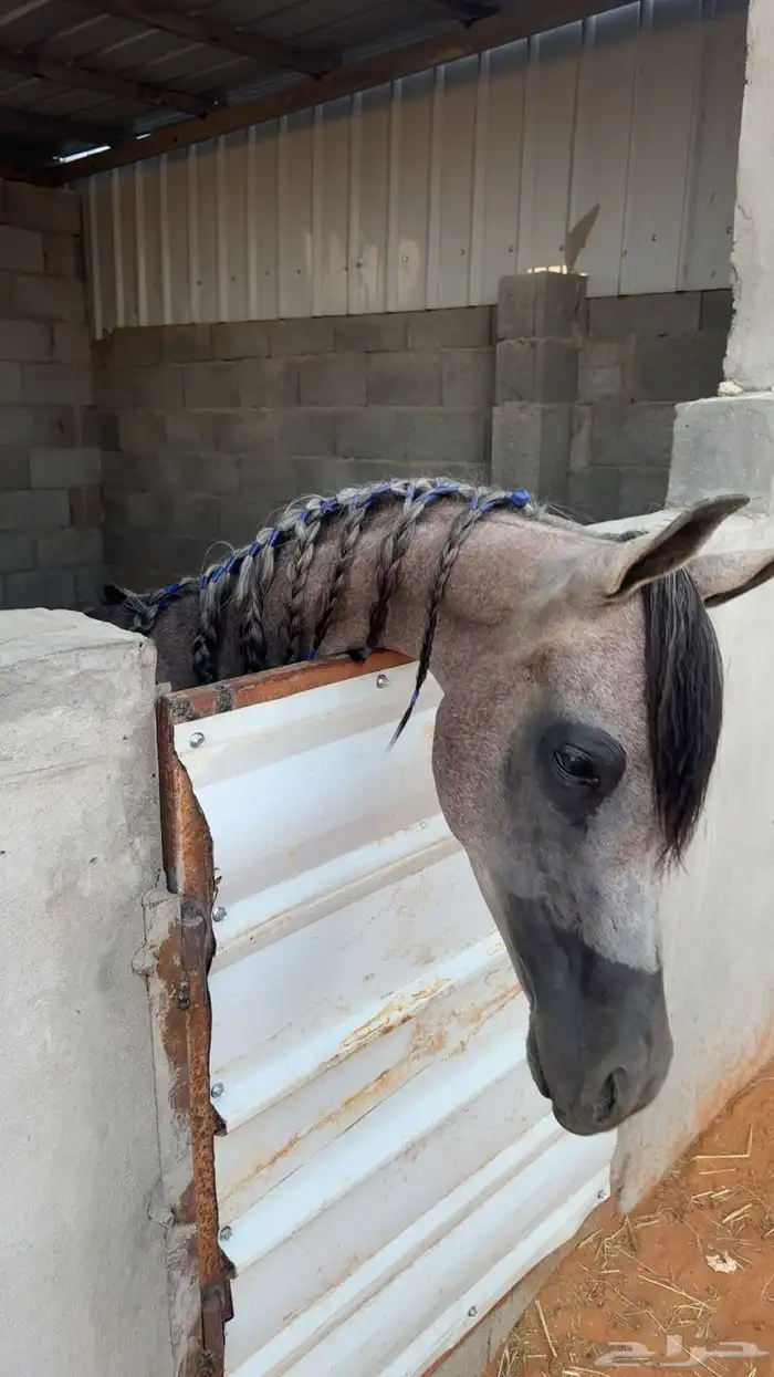 مهر واهو جميل 7