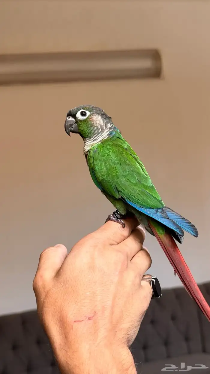 قسط الطير الي تحبه تابي تمارا ادخل والحق على الزين 14
