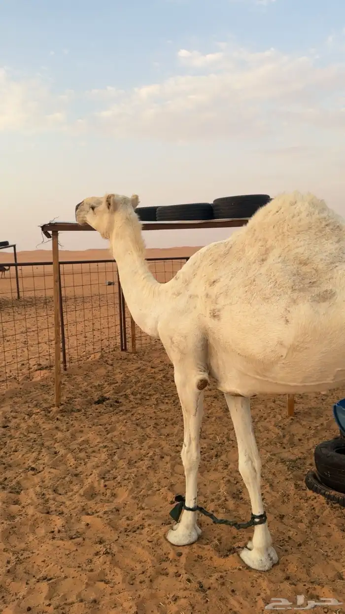 ناقه حايل طيبه 2