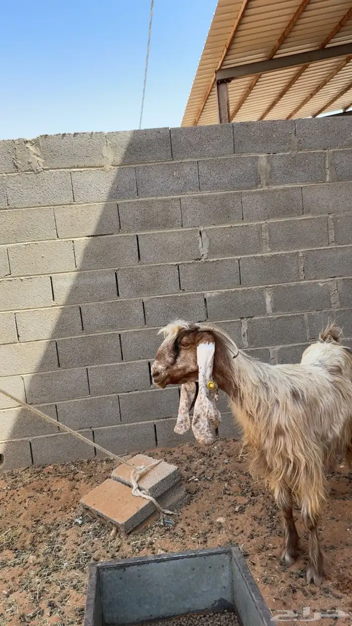 تم البيع 0