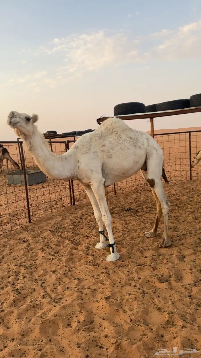 ناقه حايل طيبه 0