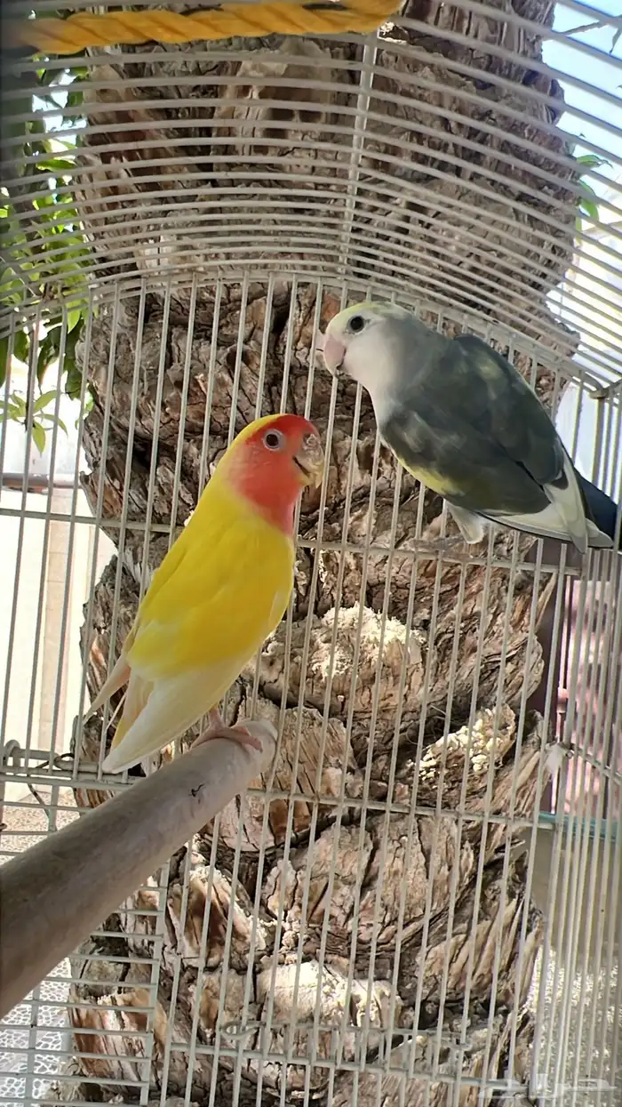 روز طيور زينة 3