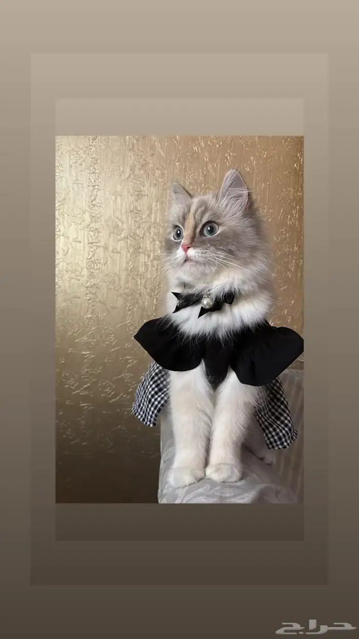قطة أنثى للتزاوج العاجل 0