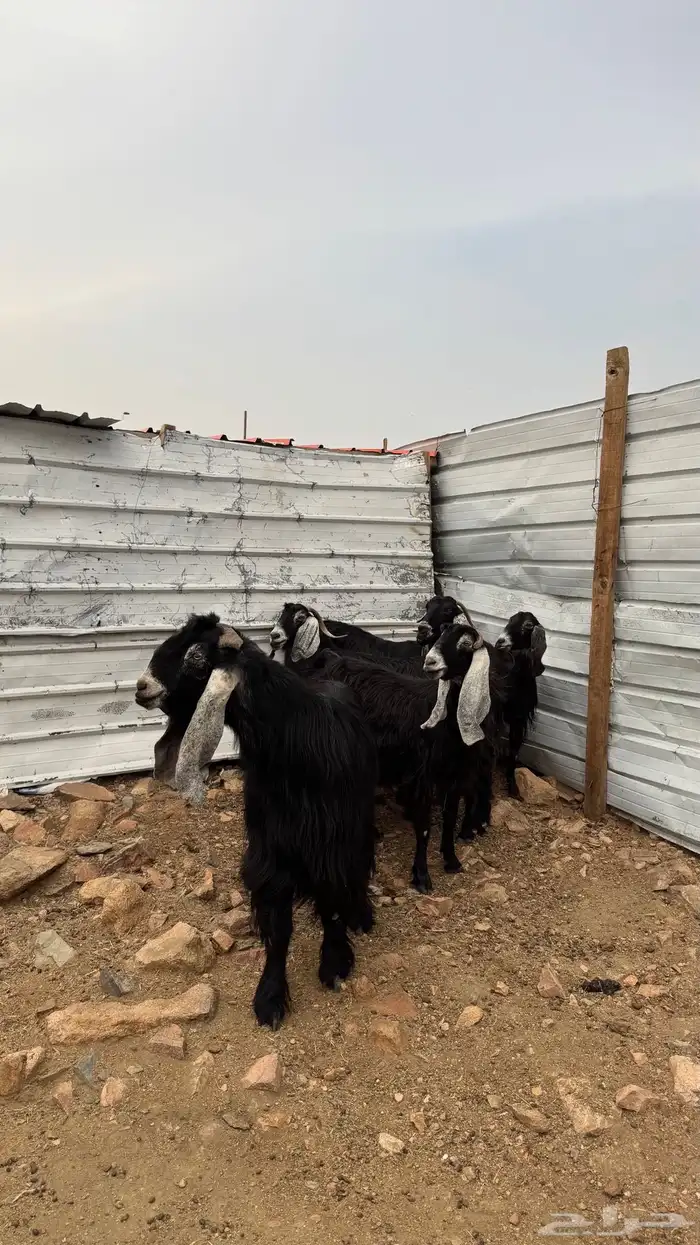 معزا عوارض بفحلها 2