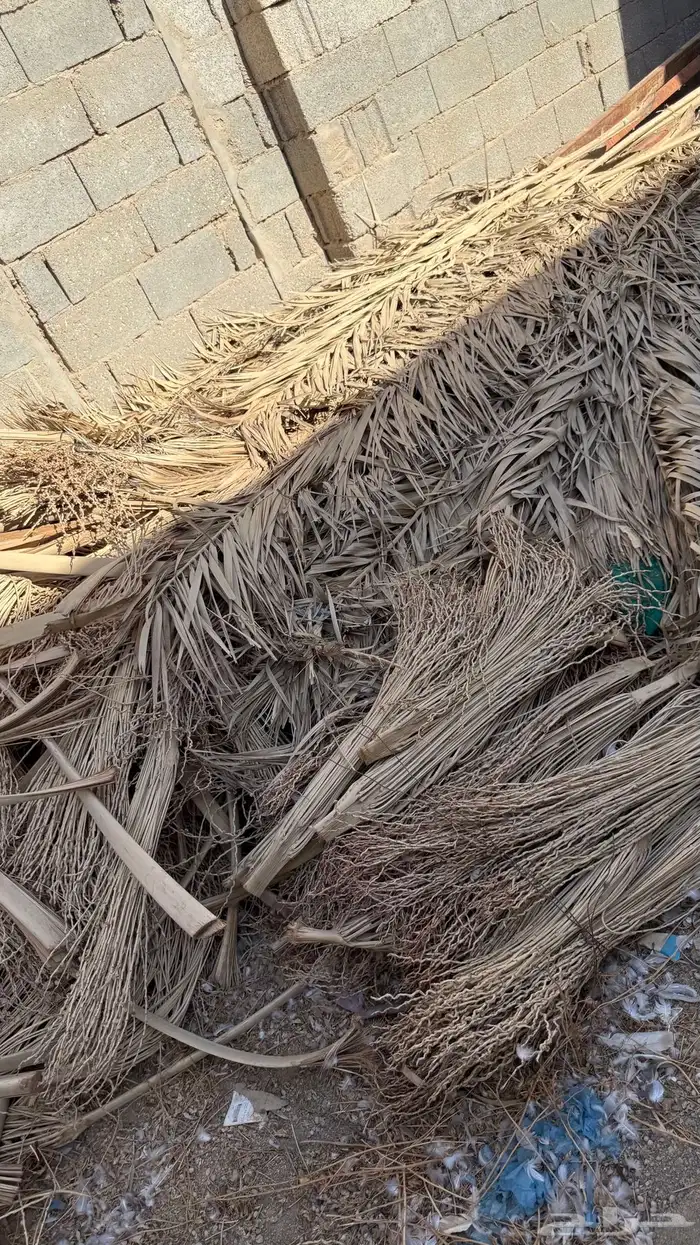 عسيف نخل على نص ريال 6