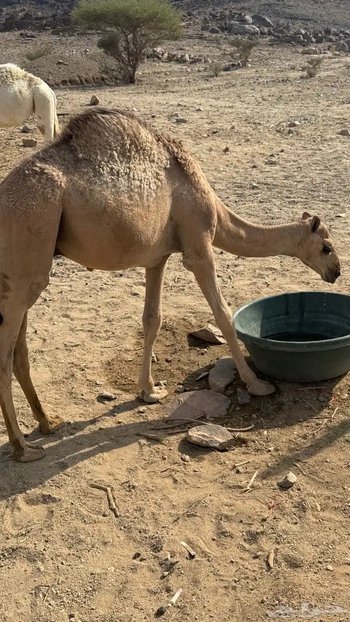 قعود وبكرة للبيع 2