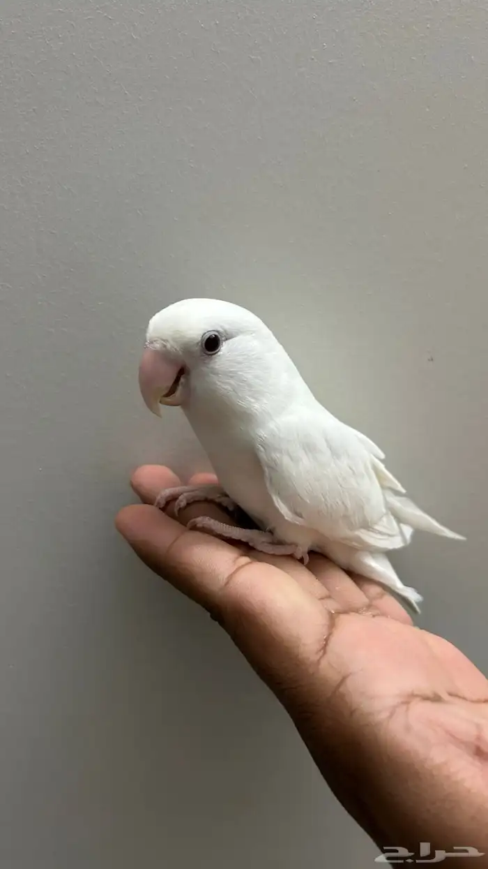 ببغاء روز للبيع 4