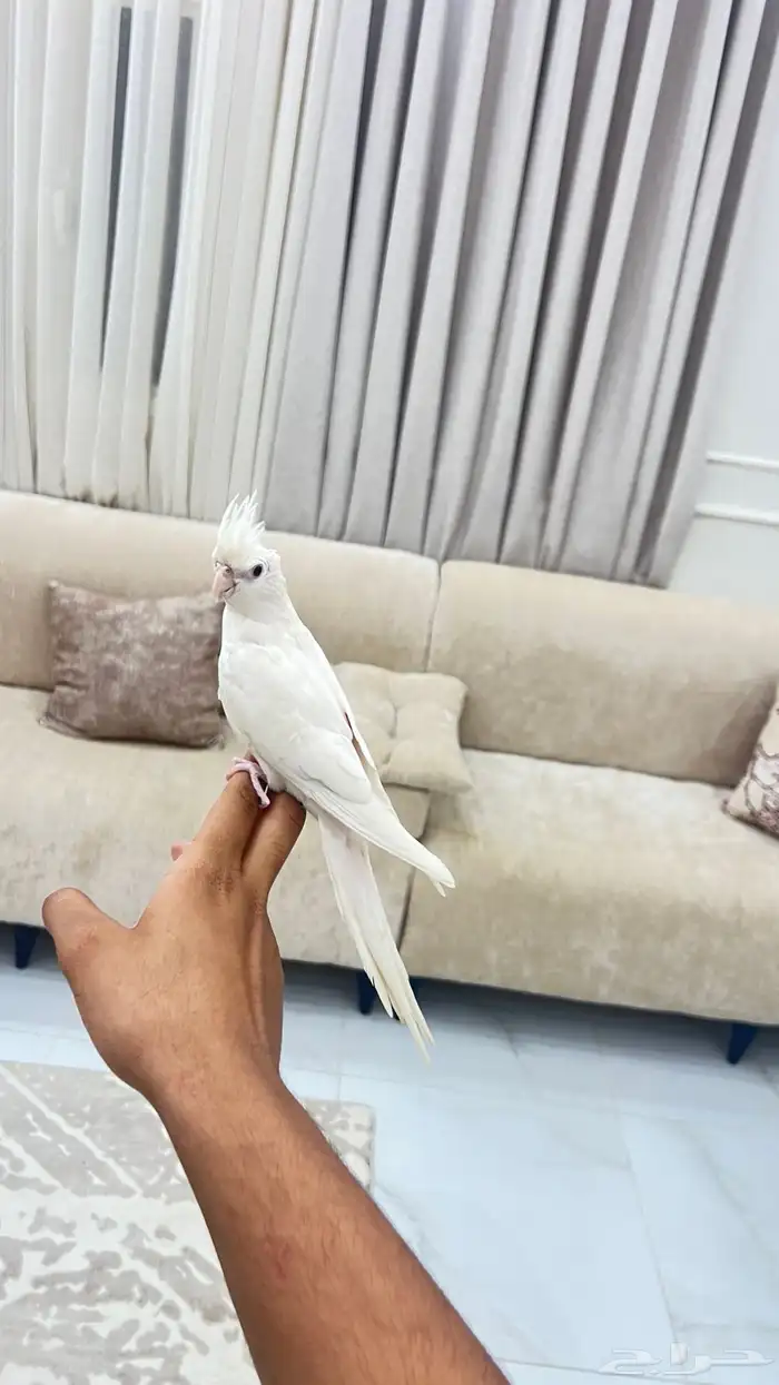 للبيع كروان البينو 1