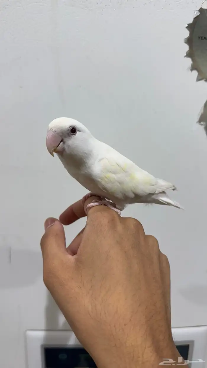روز البينو 2