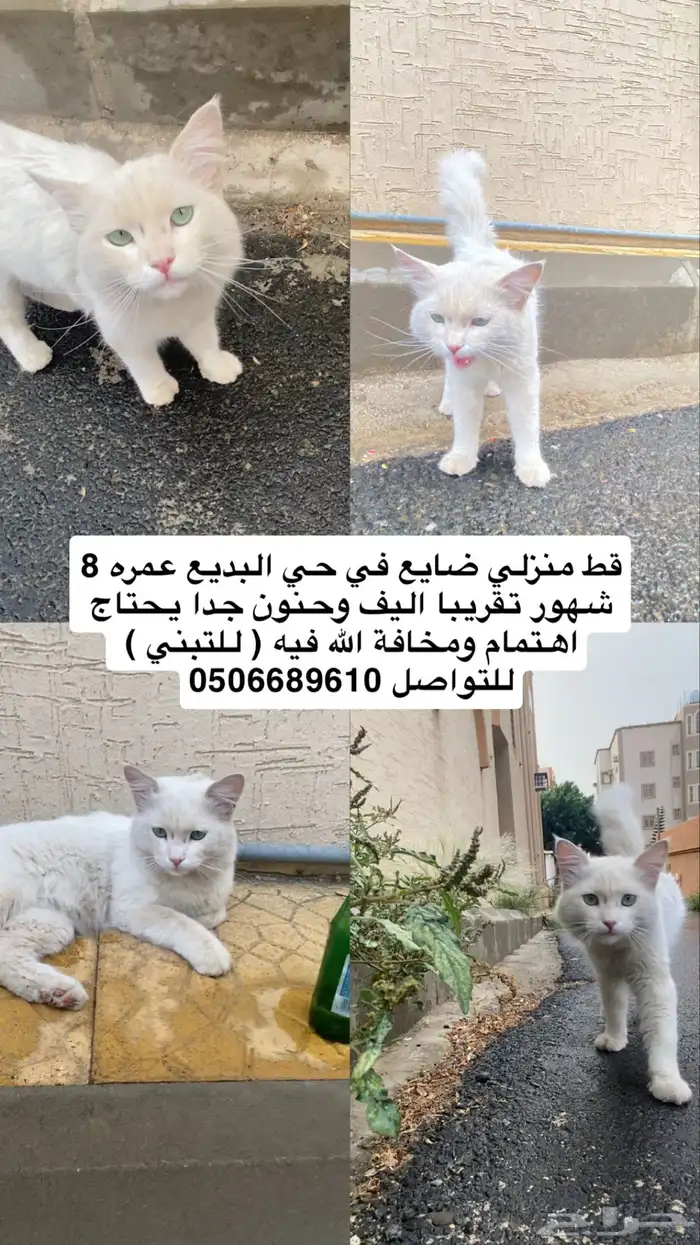 قط للتبني 0