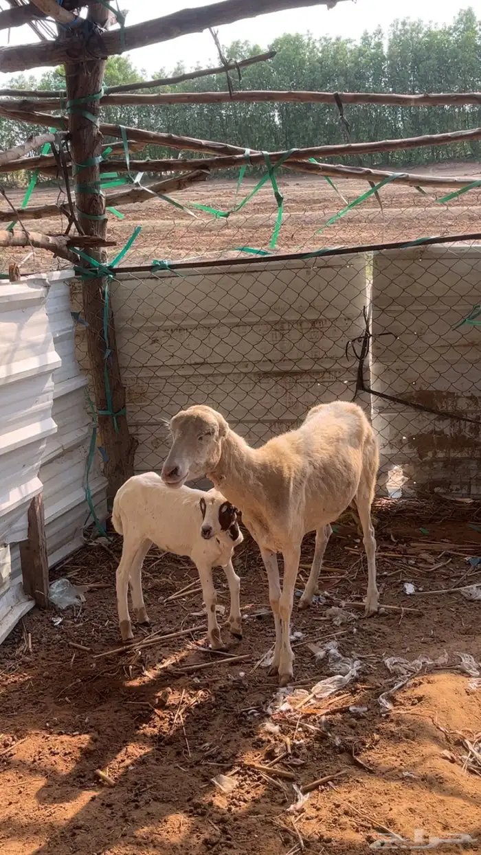 نعجة منتوج 2