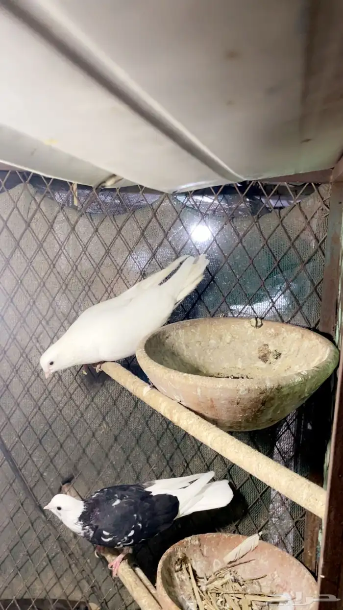 حمام قطيفي تب 2