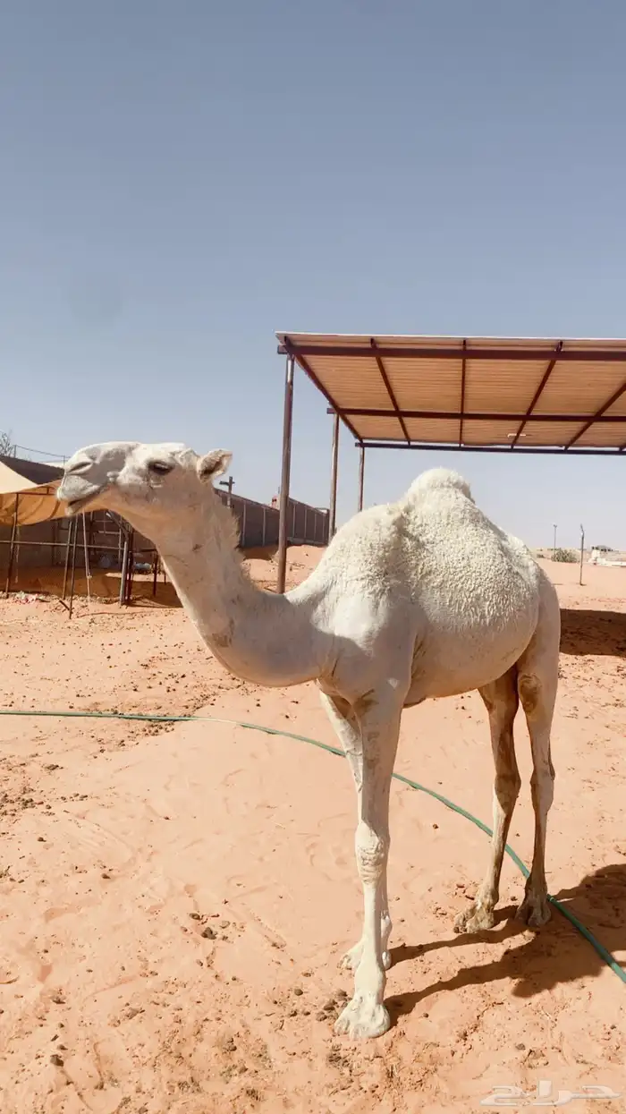 بكره كفو 2