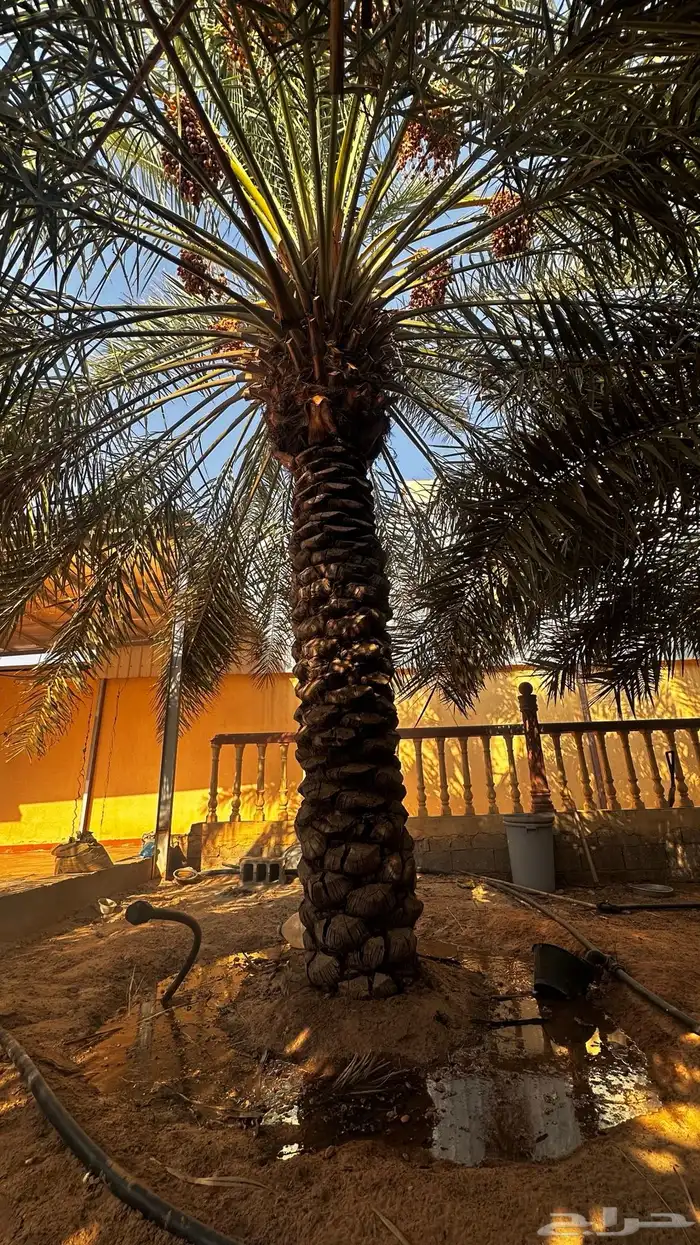 نخل 1