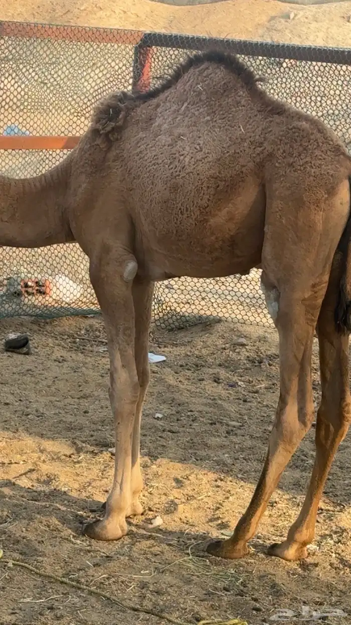 قعود العمر خمسه شهور 0