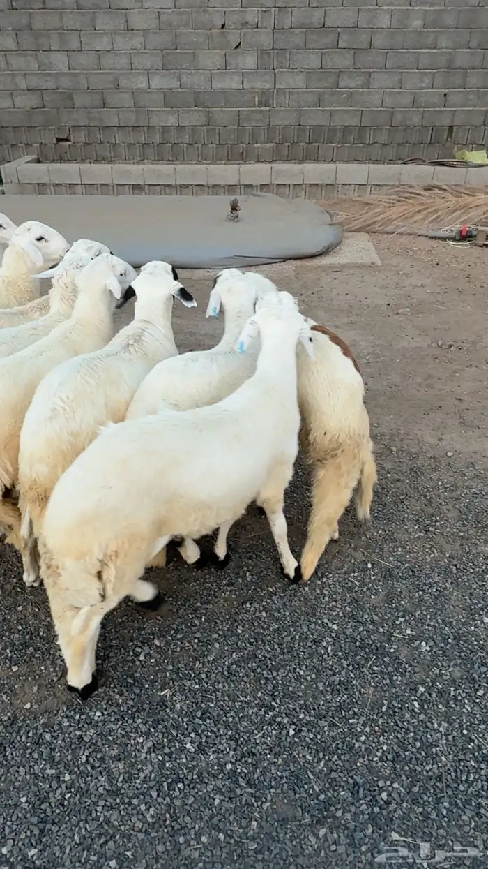 ذبائح حري جبره ووسط وصغار وسواكنيات وتيوس 17
