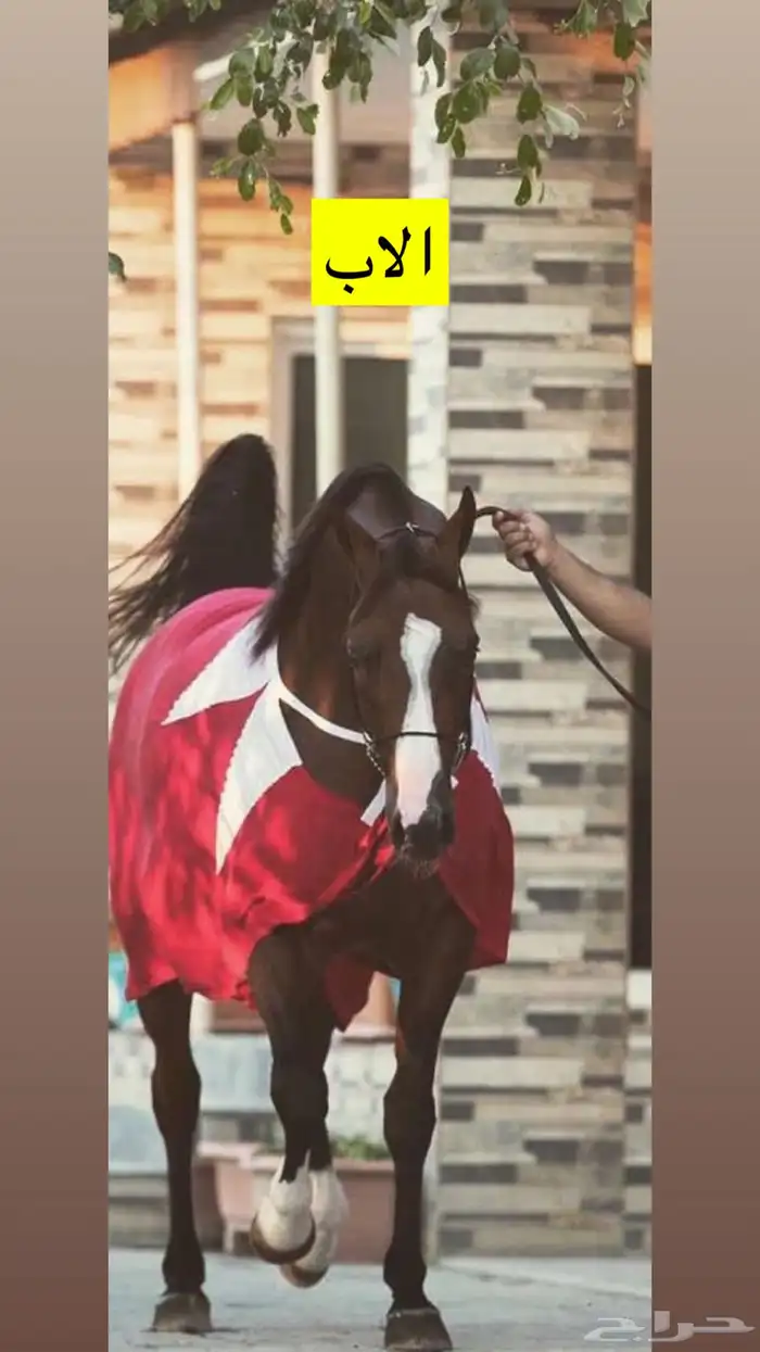 مهر عربي اصيل للبيع 2