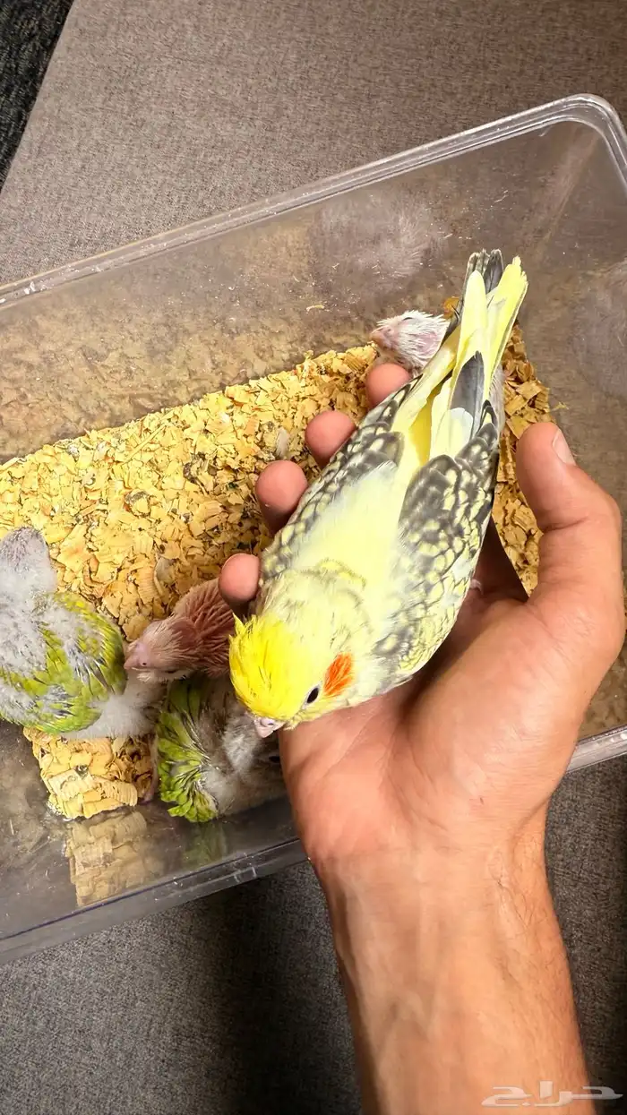 قسط الطير الي تحبه تابي تمارا ادخل والحق على الزين 4