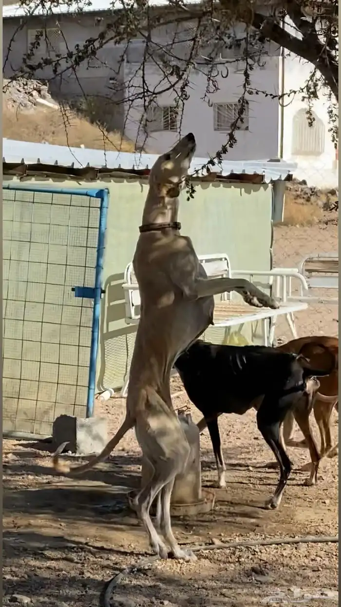 سلقي  انثى 1