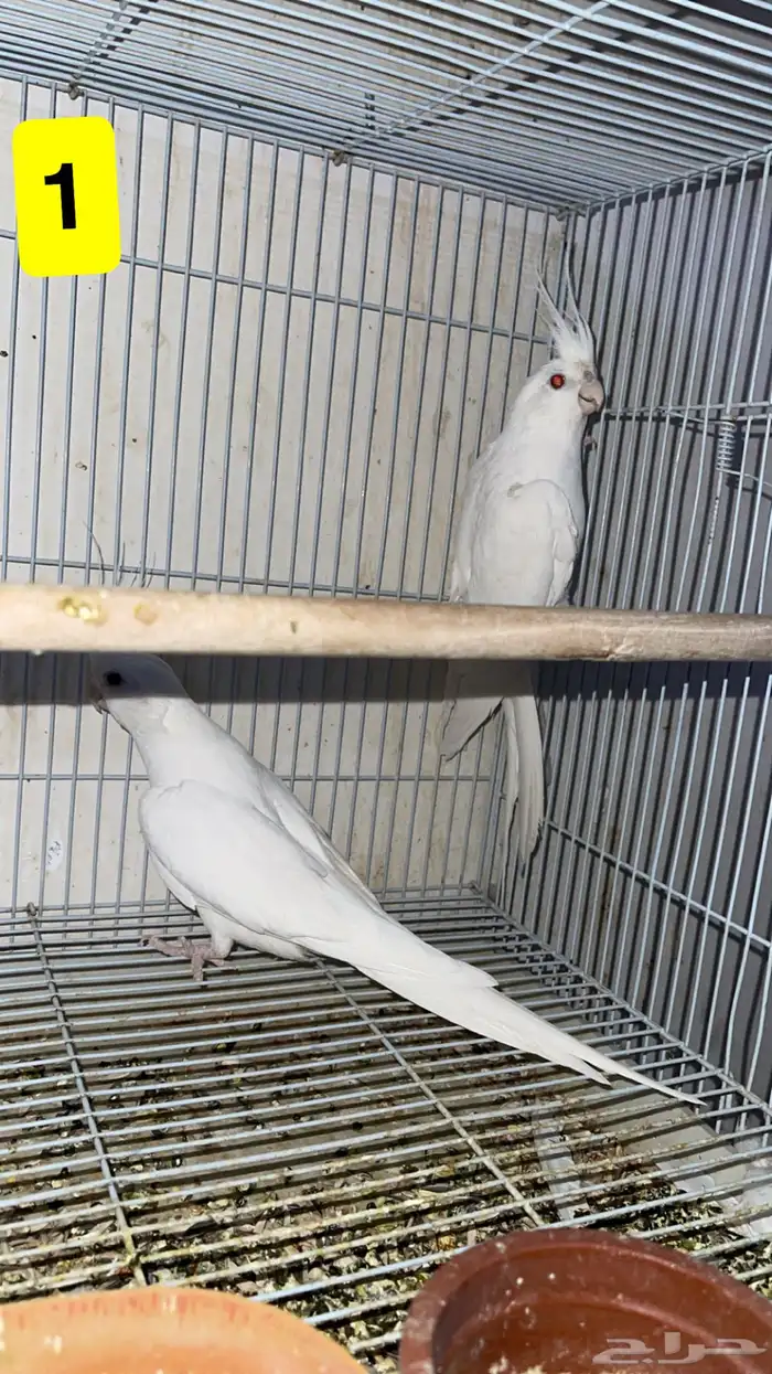 أجواز كروان منتجه 1