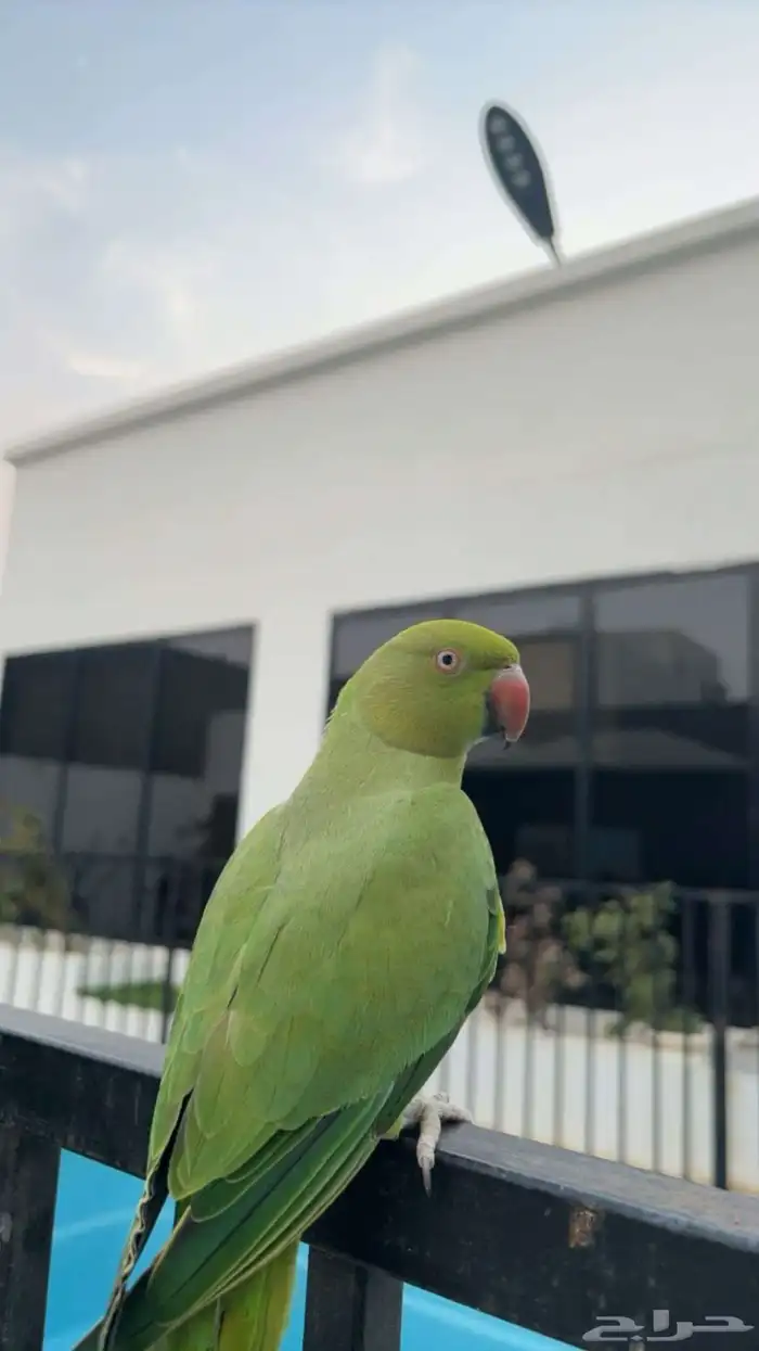 ببغاء دره للبيع 2