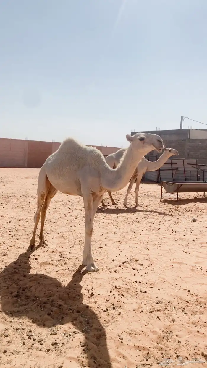 بكره كفو 3