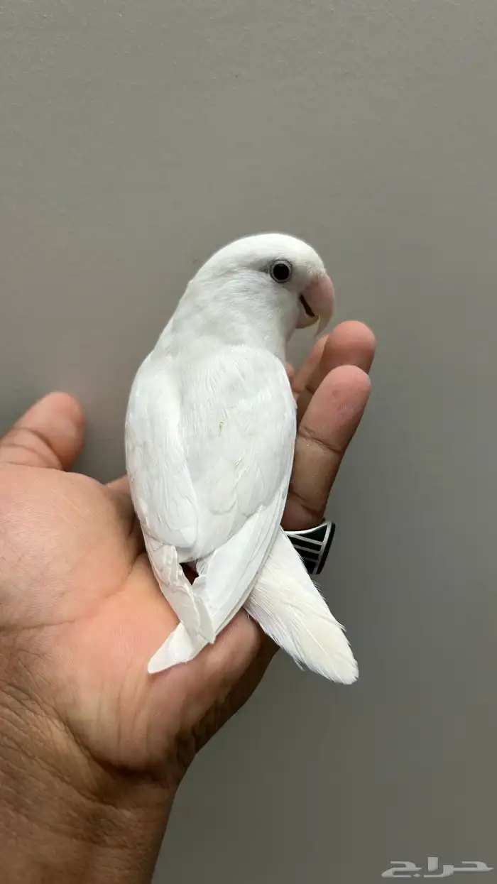 ببغاء روز للبيع 2