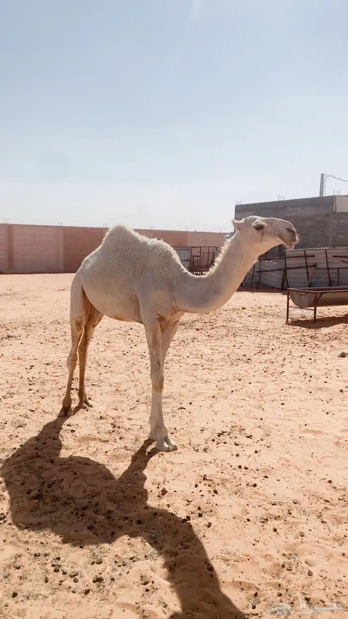 بكره كفو 5