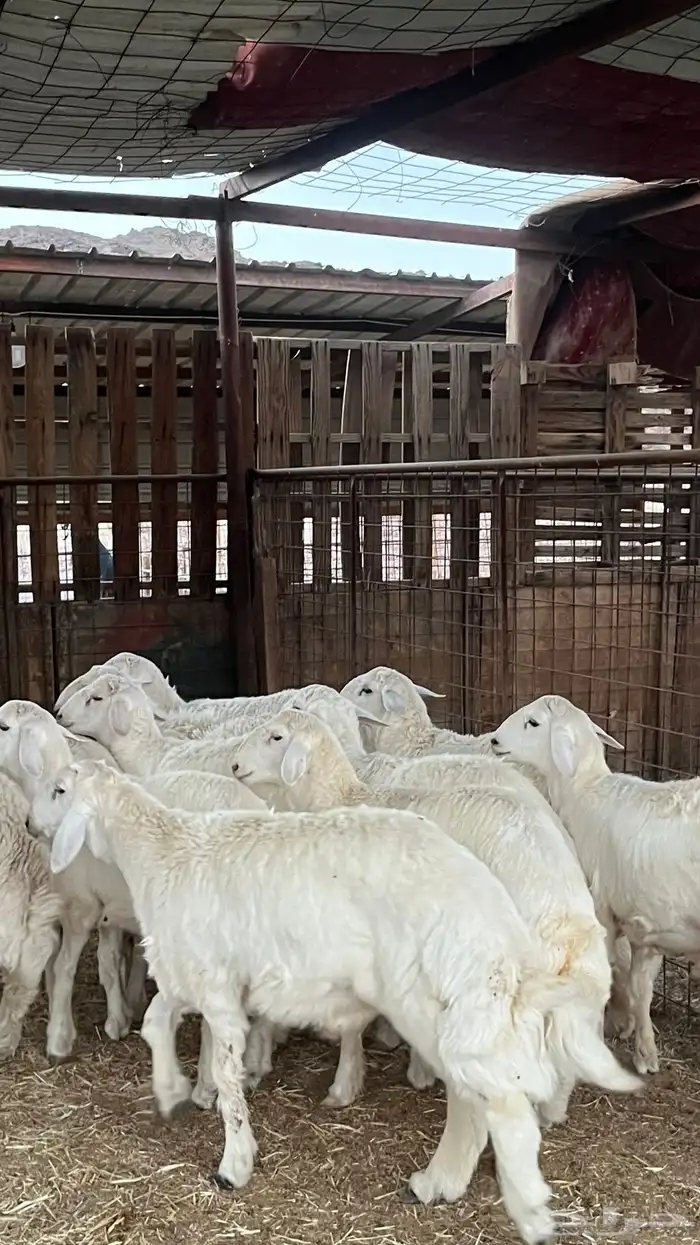 طليان حري ذبايح نظاف شرط 13