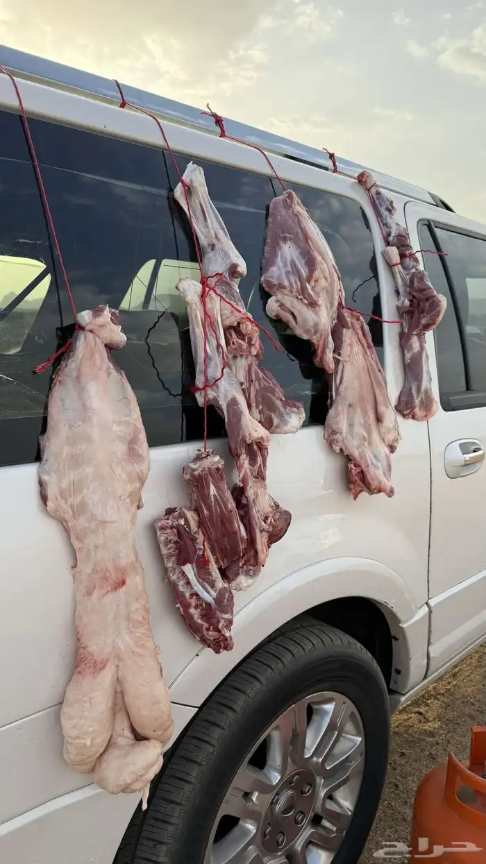مكفي ل الذبايح الفاخره و الطازجه 8