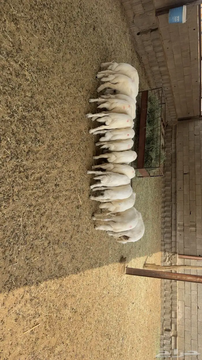 خرفان للبيع 0